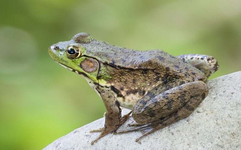 Une femme contracte une infection pulmonaire rare après avoir mangé des grenouilles crues.