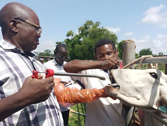 identification digitale des animaux