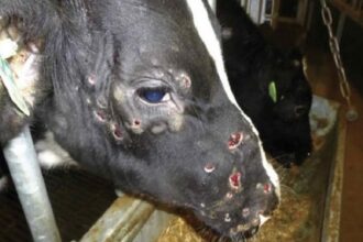 La vaccination des bovins contre la dermatose nodulaire s’intensifie