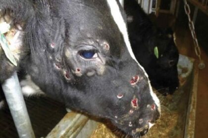 La vaccination des bovins contre la dermatose nodulaire s’intensifie