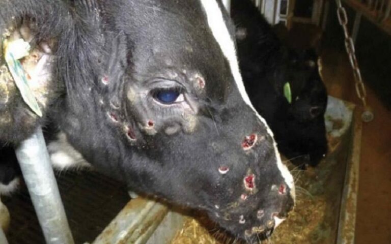 La vaccination des bovins contre la dermatose nodulaire s’intensifie