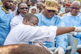 Elevage: des brigades d’insémination artificielle opérationnelles, dans plusieurs localités du Burkina