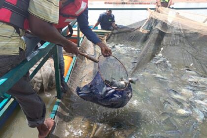pisciculture en cages flottantes