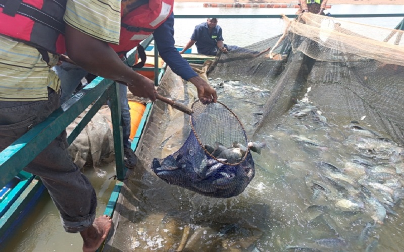 pisciculture en cages flottantes