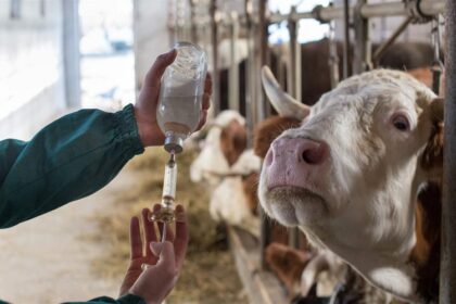 pleuropneumonie contagieuse bovine