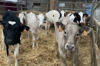 L’Espagne autorise les exportations bovines sous conditions