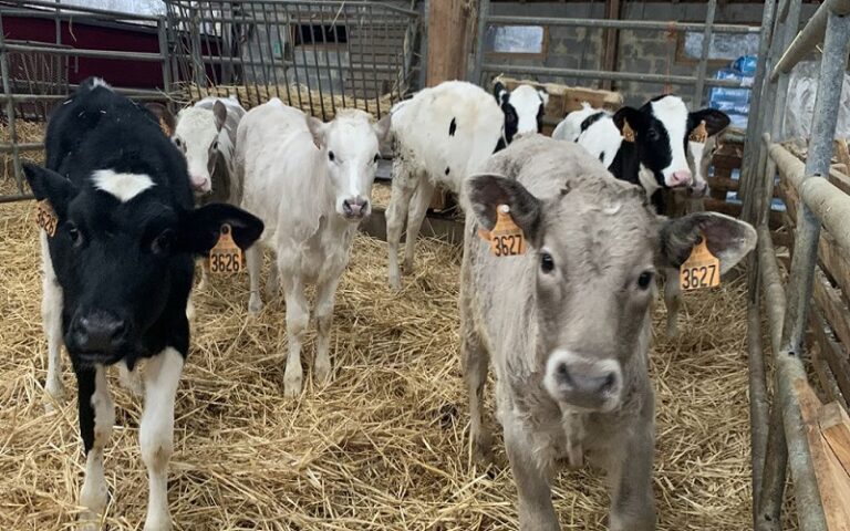 L’Espagne autorise les exportations bovines sous conditions