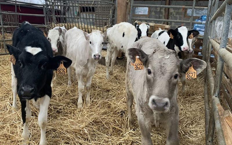 L’Espagne autorise les exportations bovines sous conditions