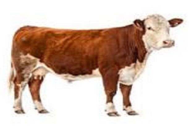 En France, les vaches euthanasiées en raison de la dermatose nodulaire sont traitées par équarrissage