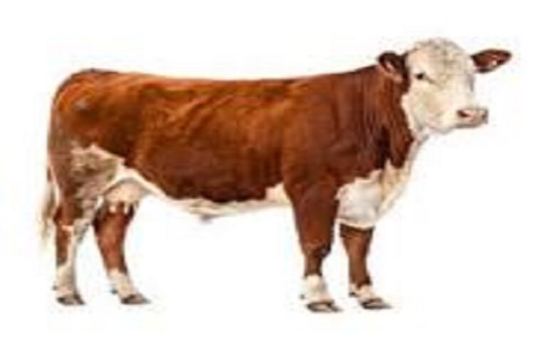 En France, les vaches euthanasiées en raison de la dermatose nodulaire sont traitées par équarrissage