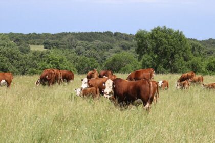 2,85 millions de vaches pourraient disparaître d’ici 2035, selon la Commission
