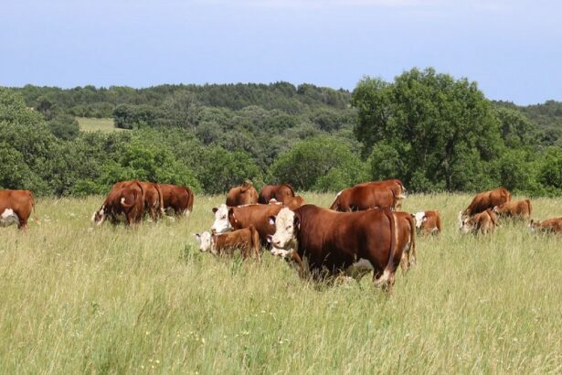 2,85 millions de vaches pourraient disparaître d’ici 2035, selon la Commission