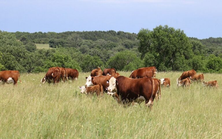 2,85 millions de vaches pourraient disparaître d’ici 2035, selon la Commission