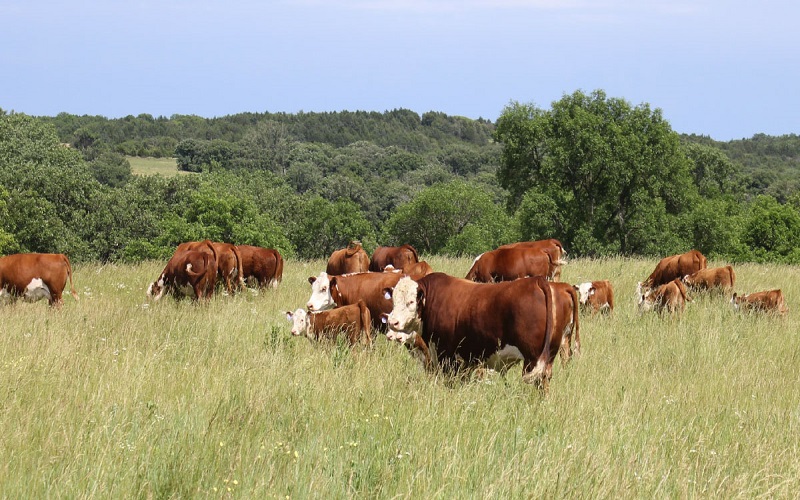 2,85 millions de vaches pourraient disparaître d’ici 2035, selon la Commission