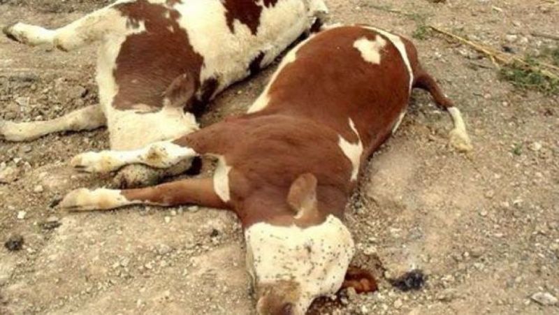 Le Botswana prend les mesures restrictives suite à l'épidémie de fièvre aphteuse au Zimbabwe