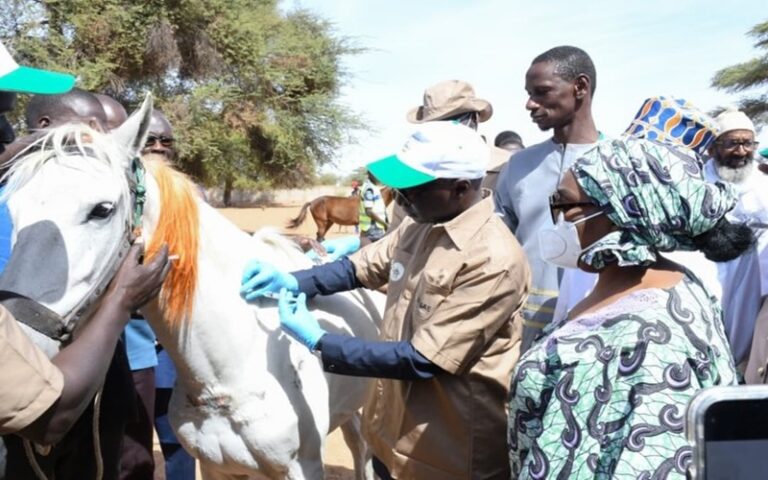 Cheptel 2026 Sénégal