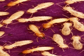 « L’élevage d’insectes à un impact environnemental plus faible lorsqu’ils sont nourris avec des déchets organiques »