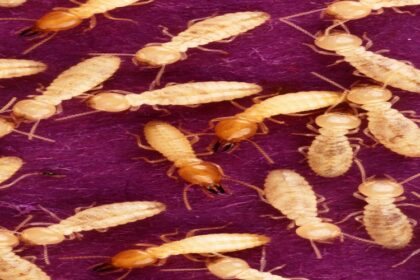 « L’élevage d’insectes à un impact environnemental plus faible lorsqu’ils sont nourris avec des déchets organiques »