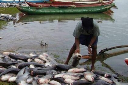 Pêche et aquaculture au Rwanda