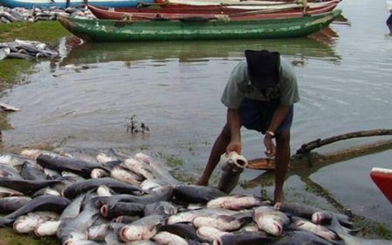 Pêche et aquaculture au Rwanda