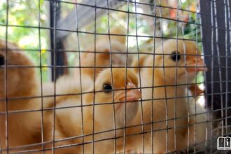 Produits d’origine animale Burkina