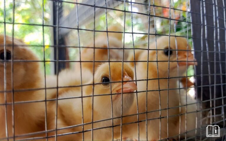 Produits d’origine animale Burkina