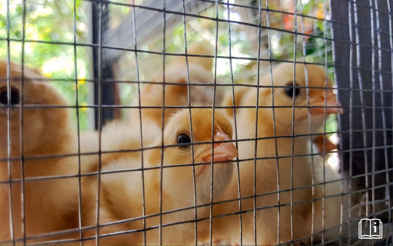 Produits d’origine animale Burkina