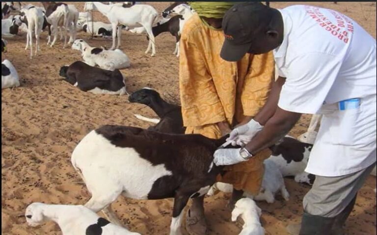 Santé animale en Côte d’Ivoire