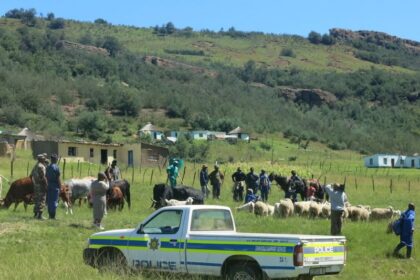 La recrudescence des vols de bétails inquiète les communautés rurales d’Afrique du Sud
