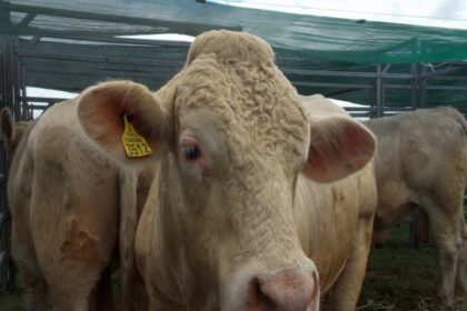 bovins ukrainiens Algérie