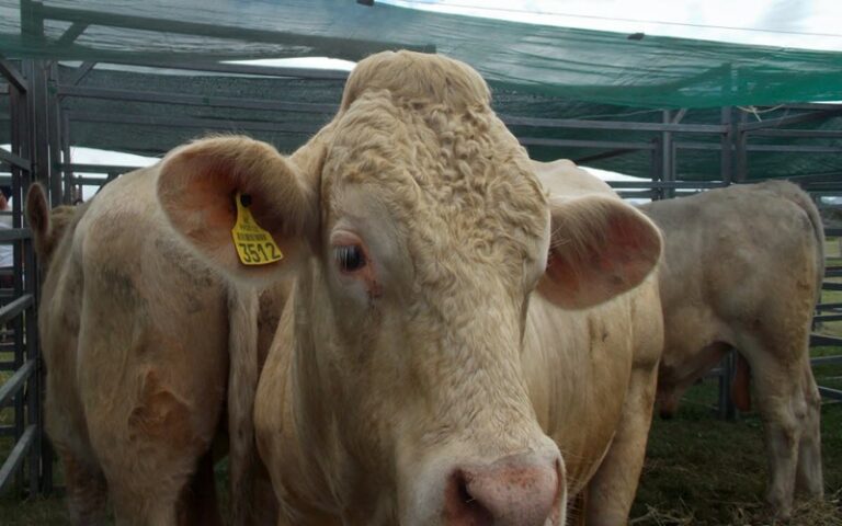 bovins ukrainiens Algérie