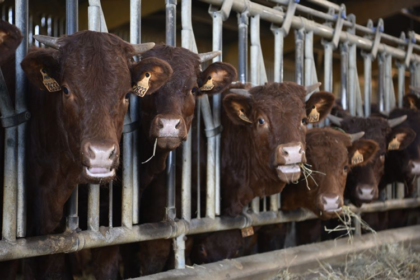 cheptel bovin Rwanda