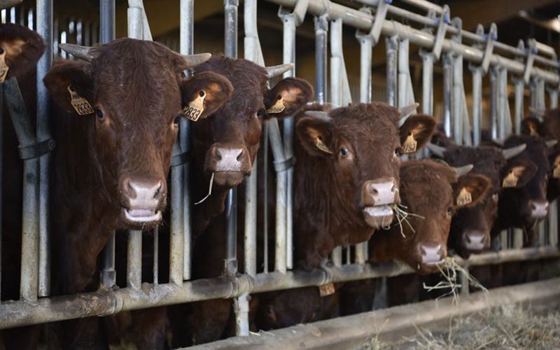 cheptel bovin Rwanda