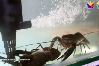 Dans le but de déterminer le revenu de l’élevage d’écrevisses à pinces rouges, l’Etat des philippines, a organisé une cérémonie d’empoissonnement de 14 000 écrevisses juvéniles.