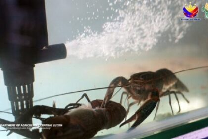 Dans le but de déterminer le revenu de l’élevage d’écrevisses à pinces rouges, l’Etat des philippines, a organisé une cérémonie d’empoissonnement de 14 000 écrevisses juvéniles.