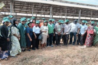 élevage au Nigéria