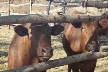 fièvre aphteuse Botswana