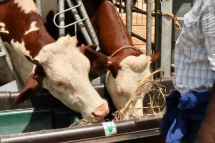 Création d’une réserve nationale de fourrage pour préserver l’alimentation du bétail au Kenya