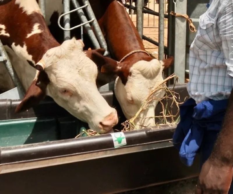 Création d’une réserve nationale de fourrage pour préserver l’alimentation du bétail au Kenya