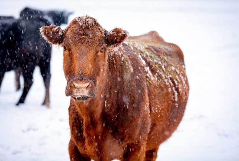 Aux USA, face à la rude tempête hivernale, le ministère de l'Agriculture donne des consignes aux éleveurs