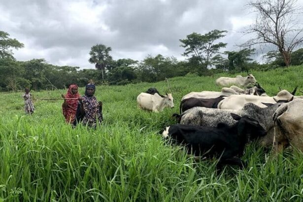 Le changement climatique alimente les conflits agropastoraux