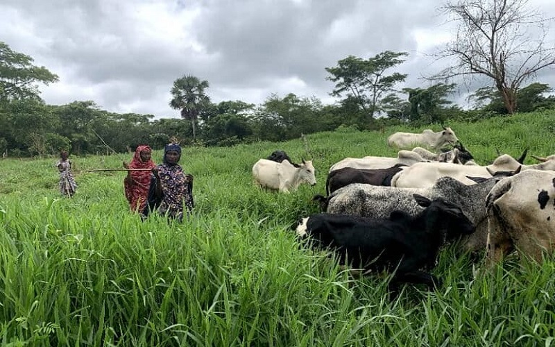 Le changement climatique alimente les conflits agropastoraux