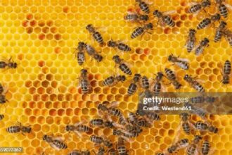 L’abeille sans dard devient le premier insecte à obtenir des droits juridiques