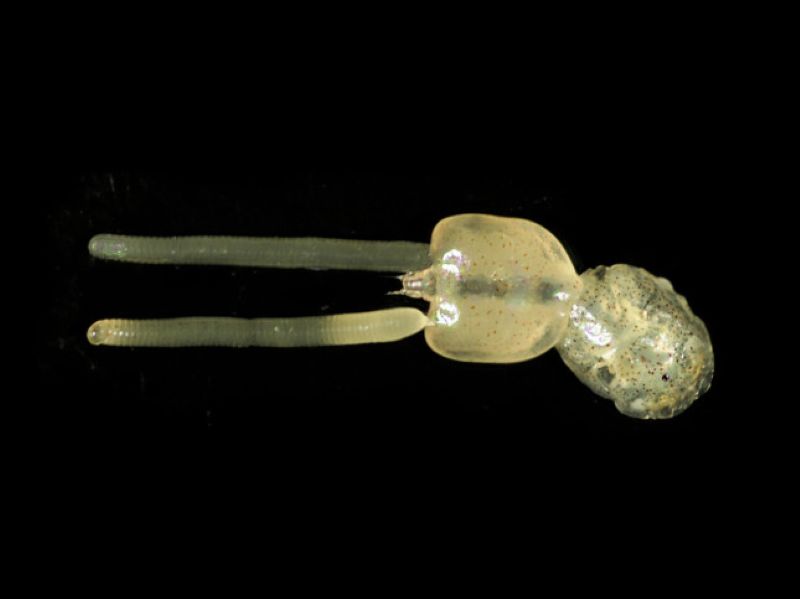 Un projet  de recherche et d'innovation pour améliorer la résistance aux poux de mer chez le saumon a été lancé par le leader mondial en génétique aquacole et l'institut de recherche norvégien Nofima.