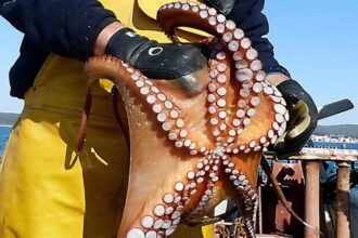 Un lancement encourageant pour la campagne hivernale 2026