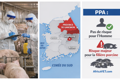 peste porcine africaine