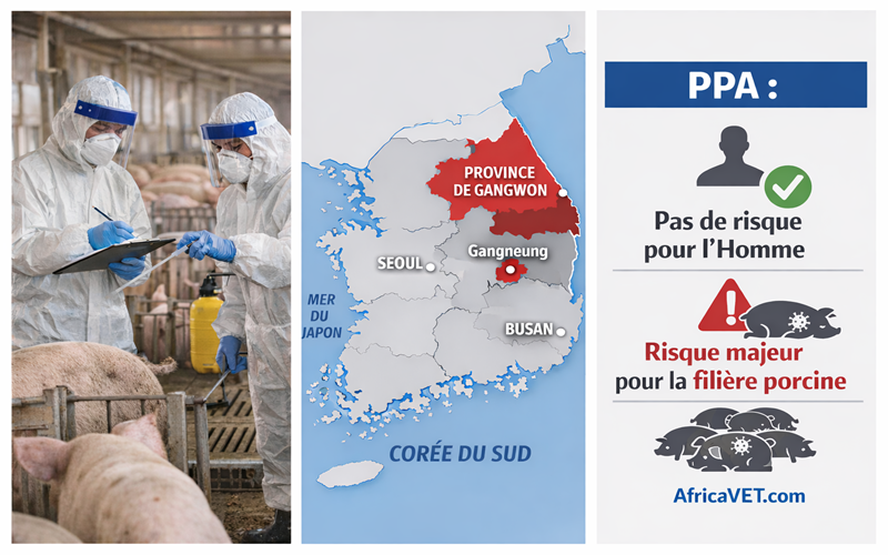 peste porcine africaine