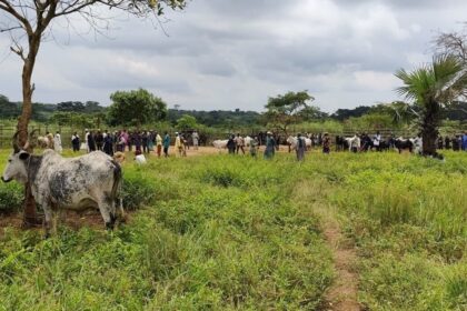 L’augmentation rapide du cheptel met à rude épreuve les prairies africaines