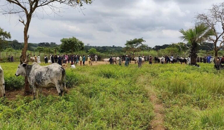 L’augmentation rapide du cheptel met à rude épreuve les prairies africaines