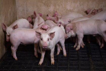 production porcine Nigéria